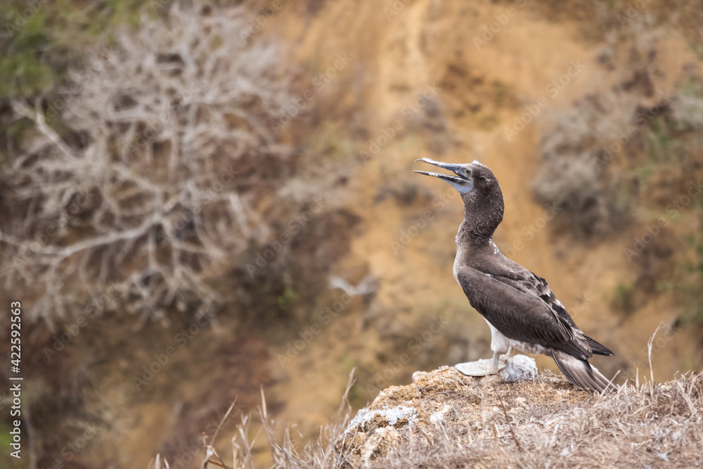 Young Blue-footed Booby on a cliff. Bird shed feathers, Isla de la Plata (Plata Island), Ecuador Young Blue-footed Booby on a cliff. Bird shed feathers, Isla de la Plata (Plata Island), Ecuador