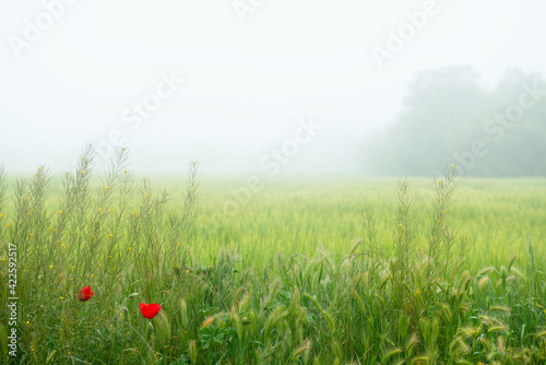 Beautiful field with blooming red poppy flowers, spring background at foggy weather