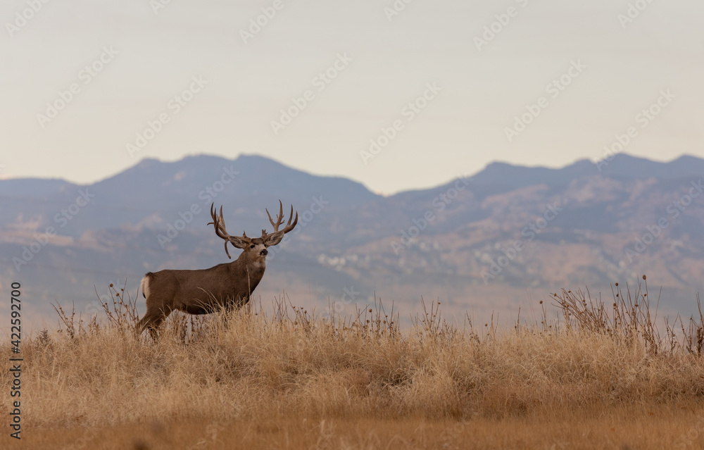 Mule Deer Buck During the Fall Rut in Colorado Mule Deer Buck During the Fall Rut in Colorado