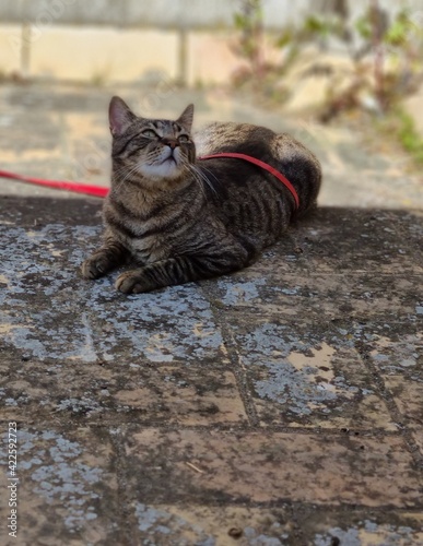 cat on the rocks