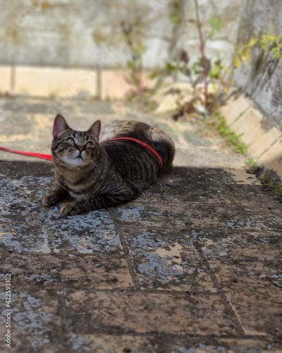 cat on the fence