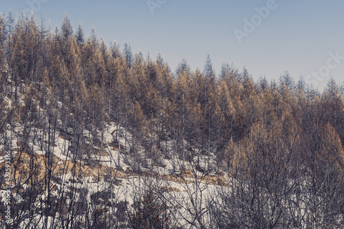Foret de pin en montagne avec cime dorée