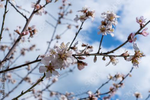 Branches with white flowers and almond buds in spring