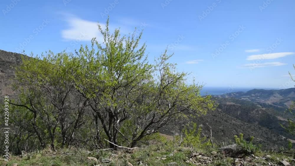Spring landscape in South of France with sea, mountains and wild Almond trees swinging in the wind Spring landscape in South of France with sea, mountains and wild Almond trees swinging in the wind