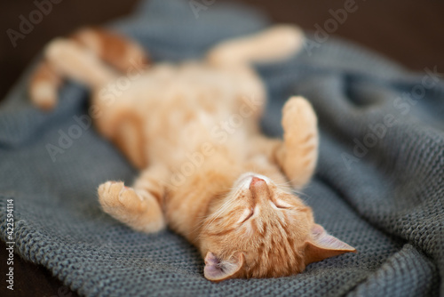 Cute funny red tabby kitten sleeps on sofa. Adorable little pet.