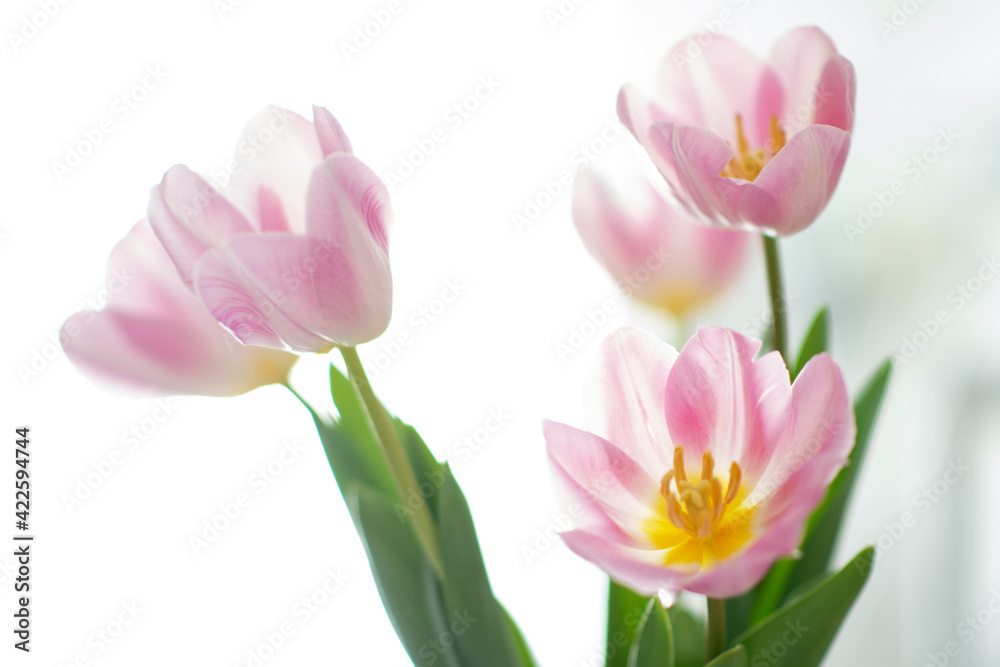 Beautiful pink tulip flowers over white, soft focus. Spring blooming background