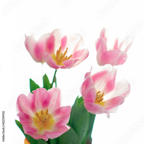 Beautiful pink tulip flowers over white, soft focus. Spring blooming background © Khorzhevska