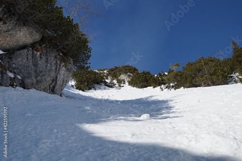 Ruchenköpfe mit der Schnittlauchrinne photo