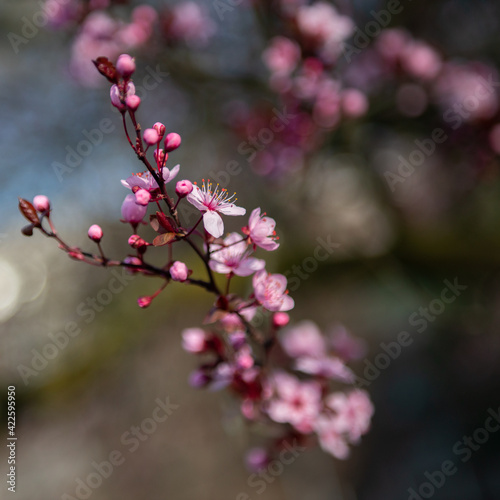 Branch of sakura with white and rose flowers blossom. Cherry tree with flowers blooming, beautiful spring nature background