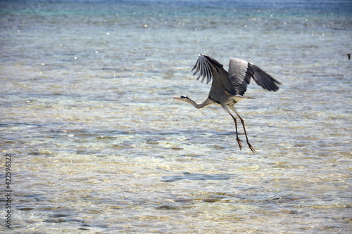 great grey heron flying above the seas of sharmelsheikh © hashabde