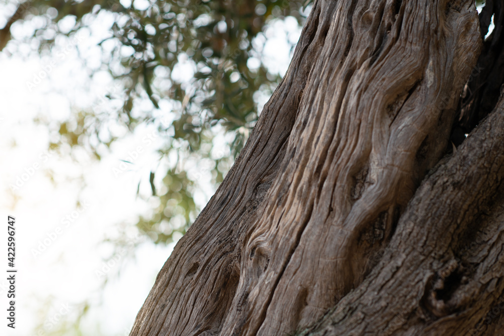 Old trunk bark. Olive trees garden. Old trunk bark. Olive trees garden.