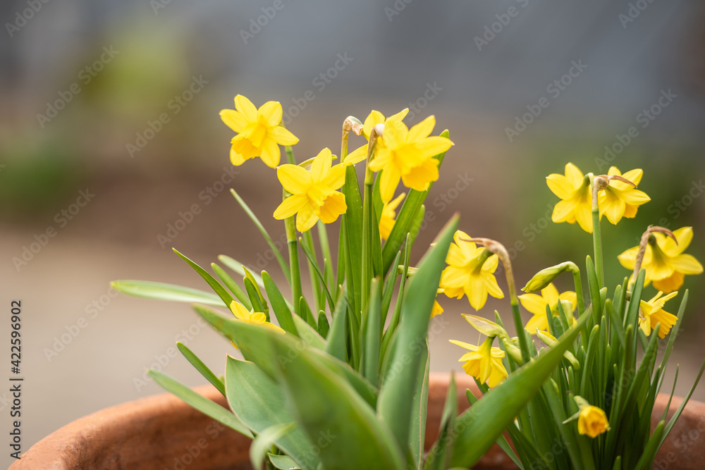 Gelbe Narzisse / Osterglocke / Osterglöckchen im Frühling Gelbe Narzisse / Osterglocke / Osterglöckchen im Frühling
