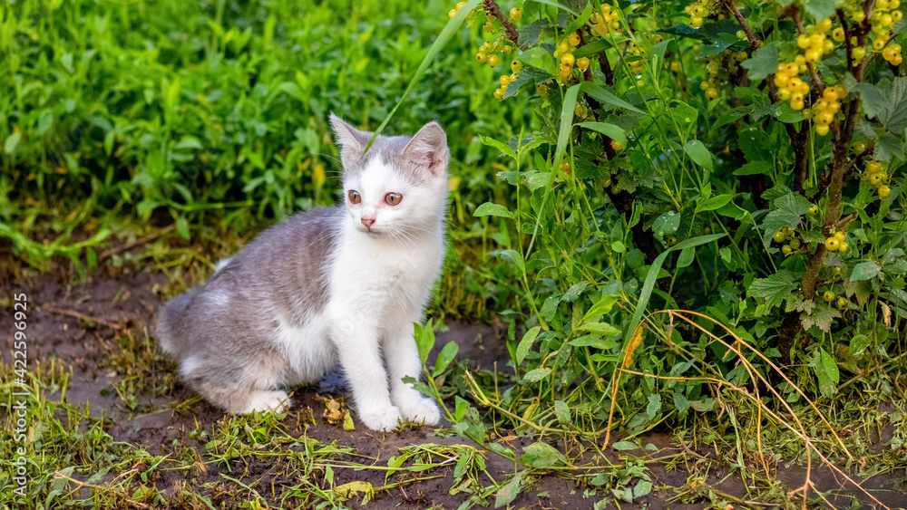 Little kitten in the garden near a bush of yellow currants