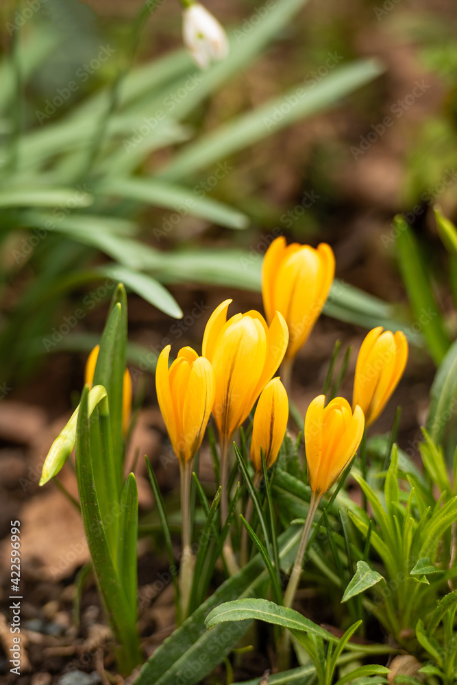 Gelb blühende Krokusse im Frühling Gelb blühende Krokusse im Frühling