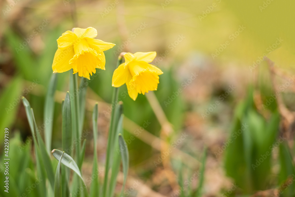 Obraz premium Gelbe Narzisse / Osterglocke / Osterglöckchen im Frühling