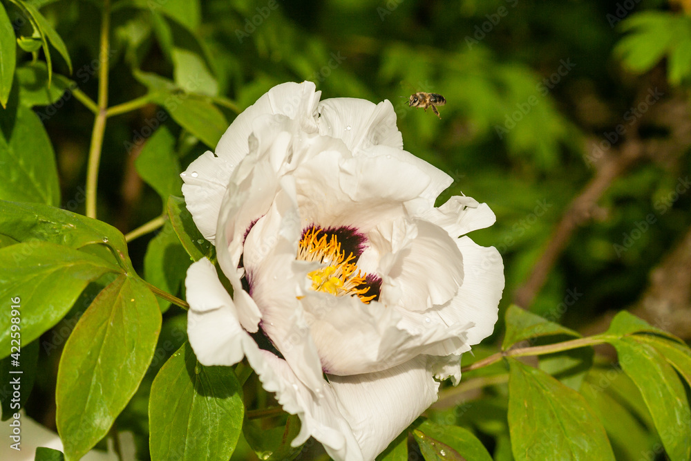 Obraz premium Blooming Peony close-up