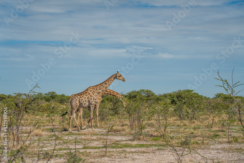 Giraffes passing through grassland at the Etosha National Park, Namibia