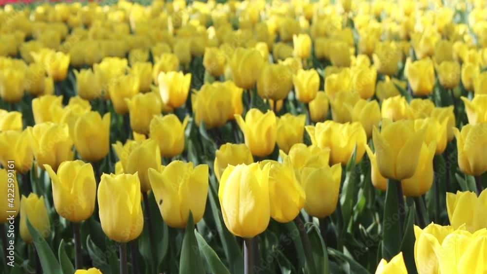 Yellow tulips. Field of yellow tulips.
Yellow tulips. Field of yellow tulips.
