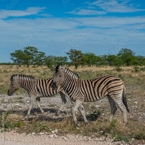 Zebra close up at the savanna in Etosha National Park  Namibia