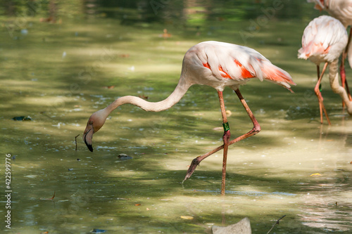 Two flamingos in the lake