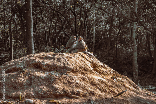Monkeys in the forest