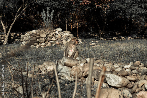 Monkey in the forest