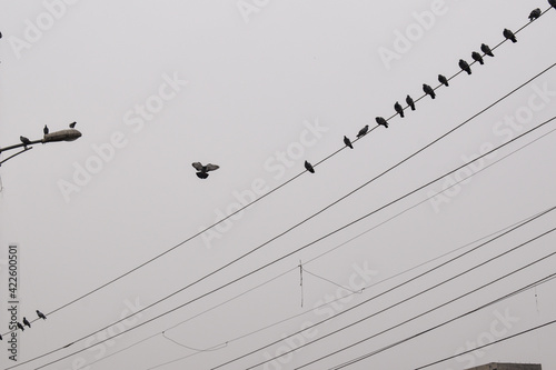 flock of birds on wire