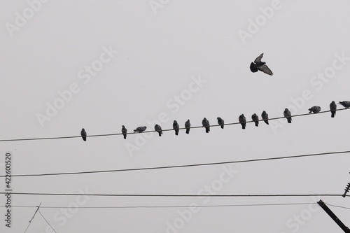flock of birds