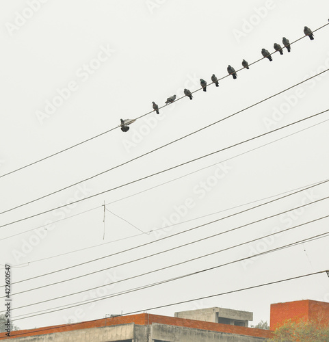 birds on wires