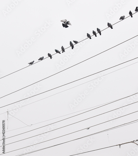 birds on wires