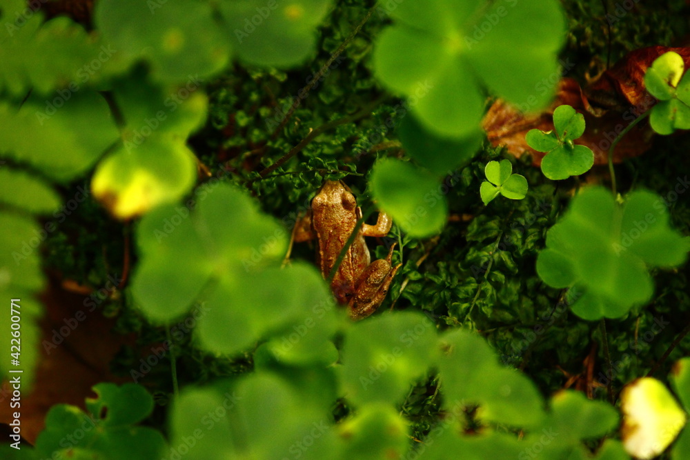 Frog and Cloverleaf Frog and Cloverleaf