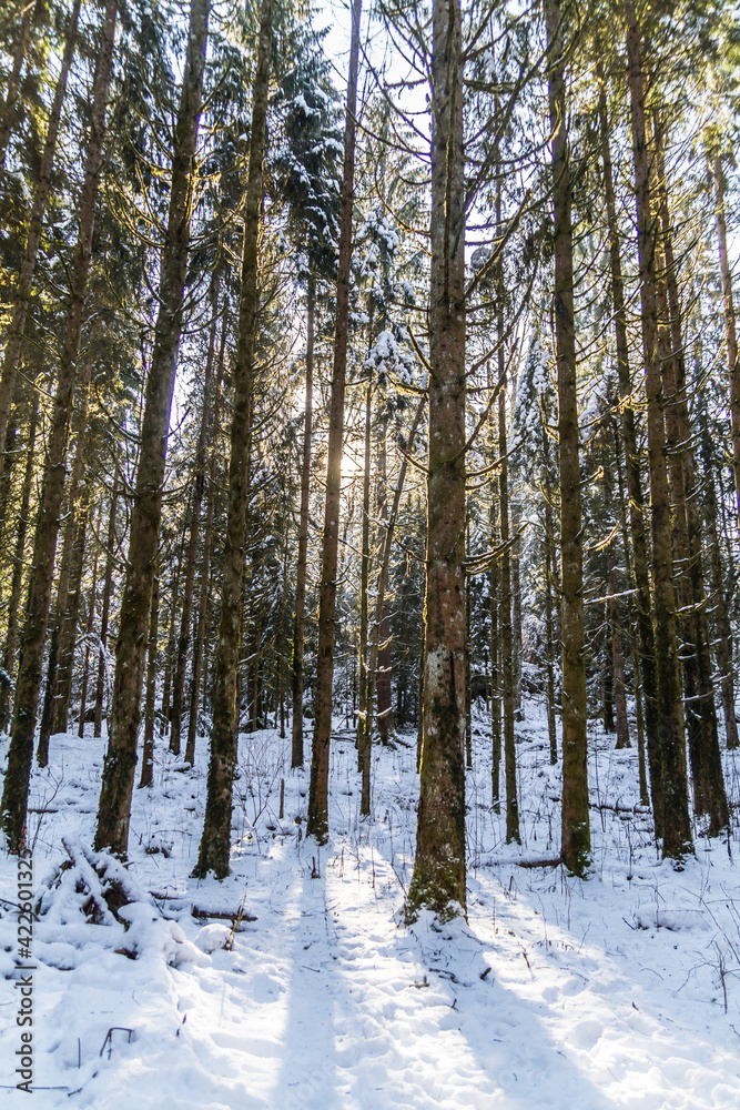Fototapeta premium winter forest in the snow
