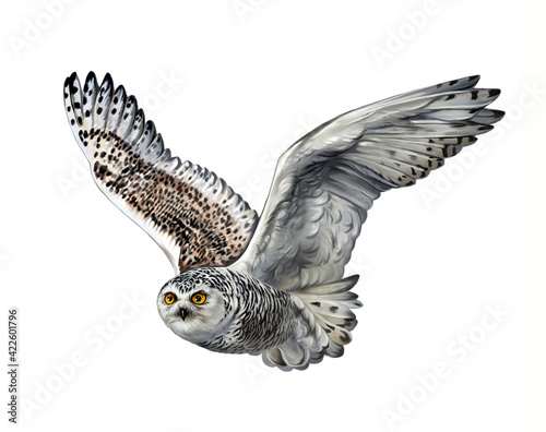 The snowy owl (Nyctea scandiaca, Bubo scandiacus)