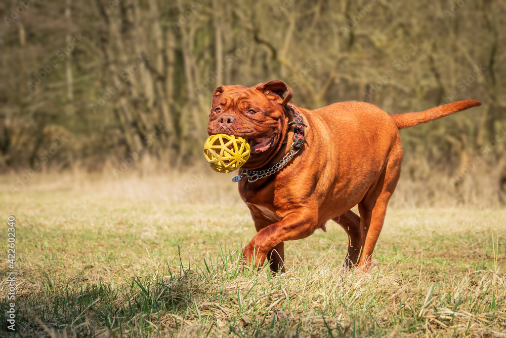 Big dog French mastiff. Balloon game