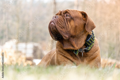 Wallpaper Mural French Mastiff. Bordeaux dog. Torontodigital.ca