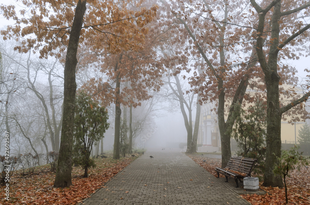 Thick fog in the park.