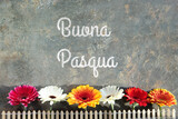Easter decorations, text Buona Pasqua means Happy Easter in Italian language. Gerbera flowers behind decorative fence. Spring arrangement on distressed background. Italian Easter greeting card design.
