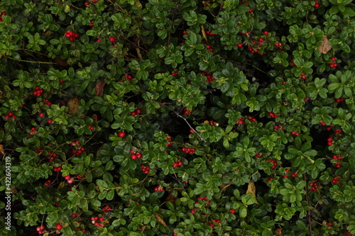  red lingonberry and green leaves photo