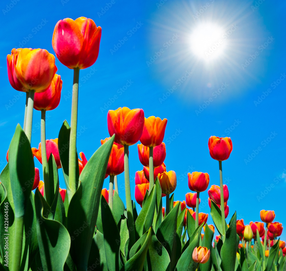 Spring day. Beautiful flowers. Red with orange tulips against the blue sky background with bright sun