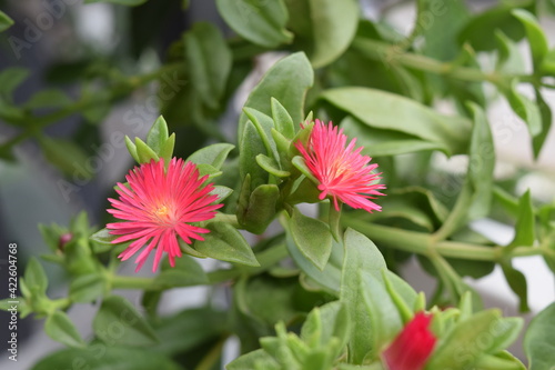 Baby sun rose flower  Aptenia cordifolia   creeping plant.