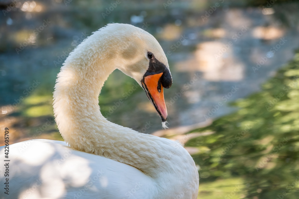 Fototapeta premium Portrait of a graceful white swan with long neck on green water background.