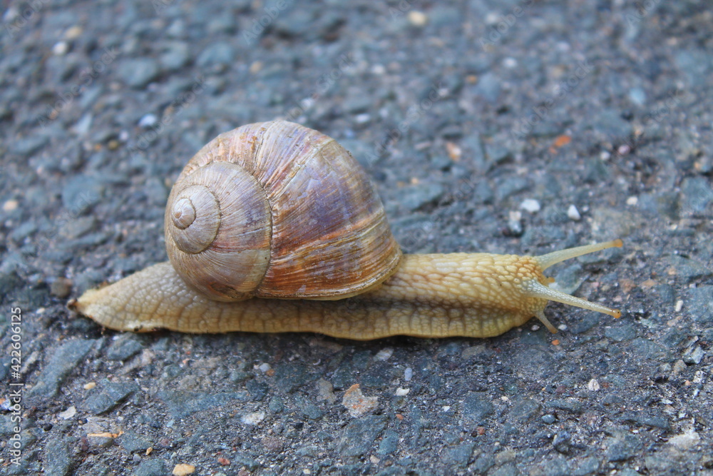 Escargot, Roman snail (Helix pomatia / Weinbergschnecke) Escargot, Roman snail (Helix pomatia / Weinbergschnecke)