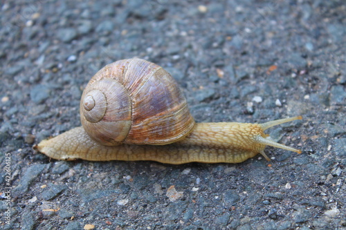 Escargot, Roman snail (Helix pomatia / Weinbergschnecke)