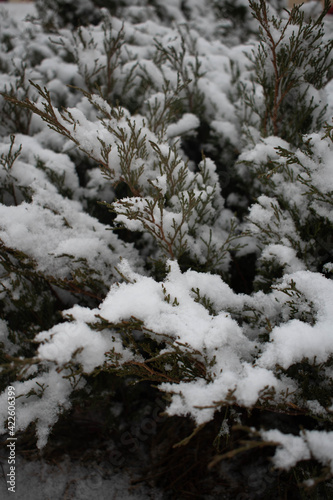 Plants in winter. Snow on the plant. 