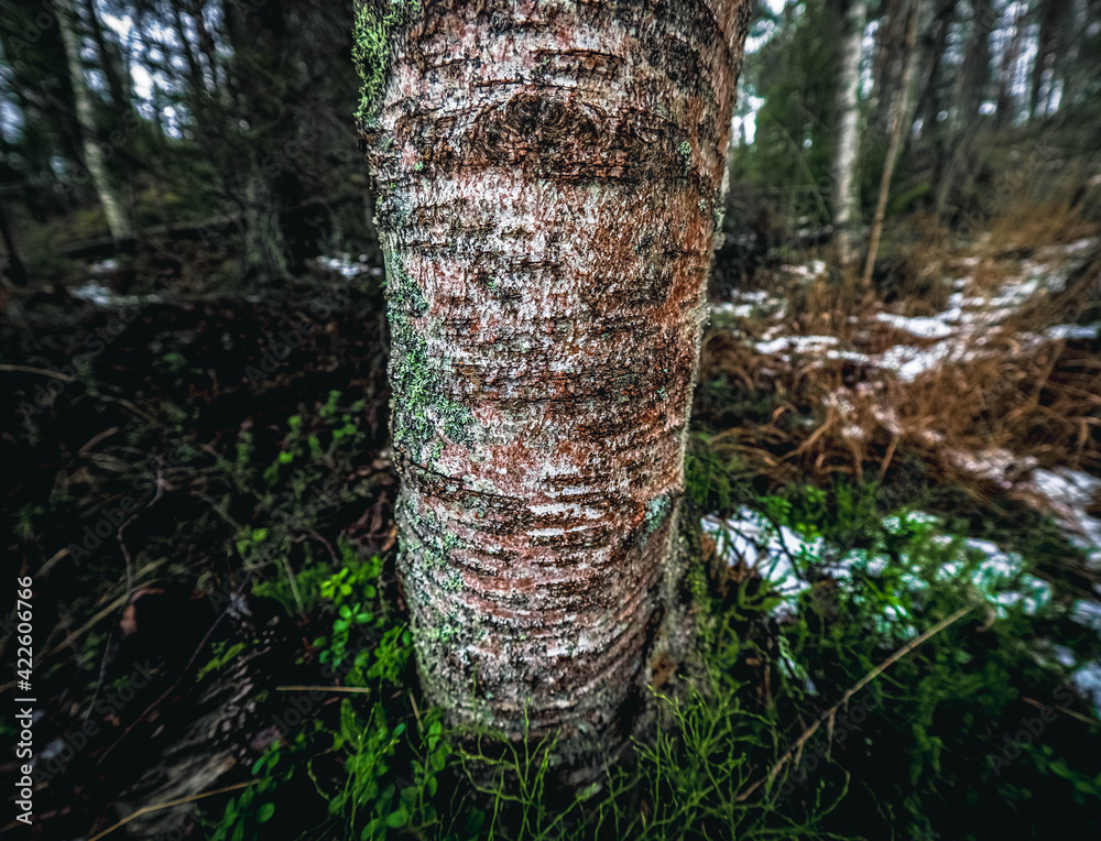 Obraz premium trunk of a tree
