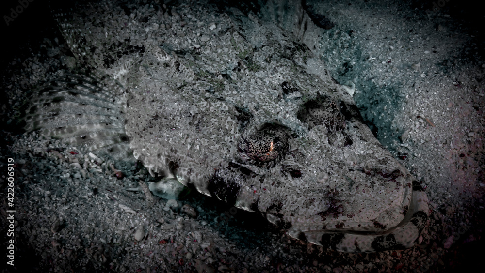 Fish crocodile hunts in red sea Fish crocodile hunts in red sea