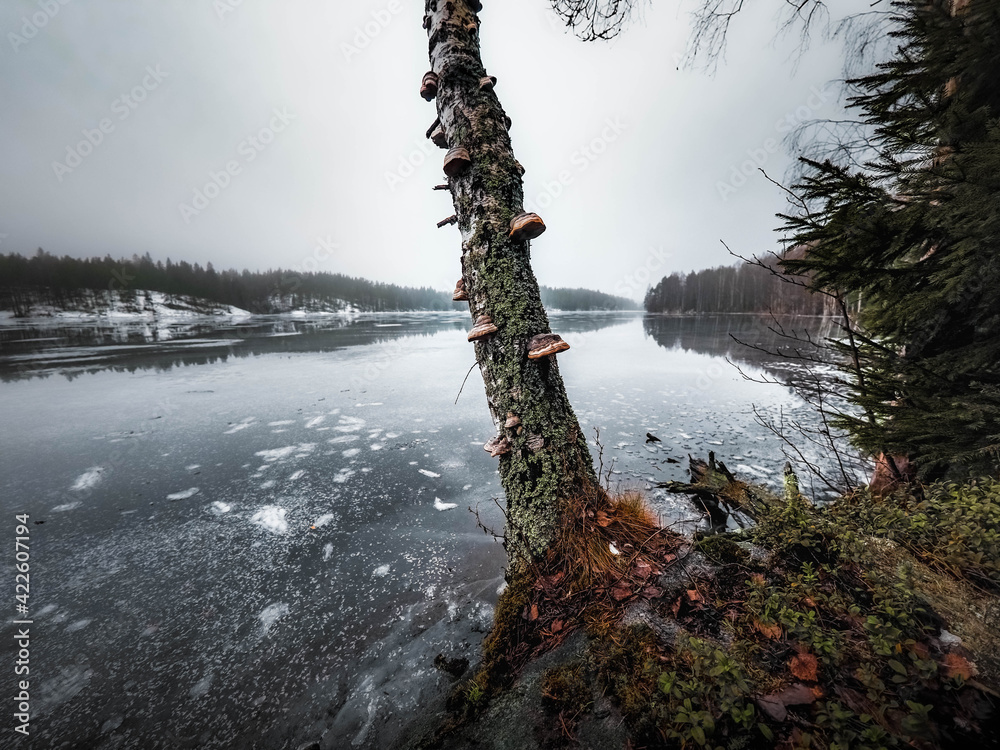 Obraz premium winter in the forest
