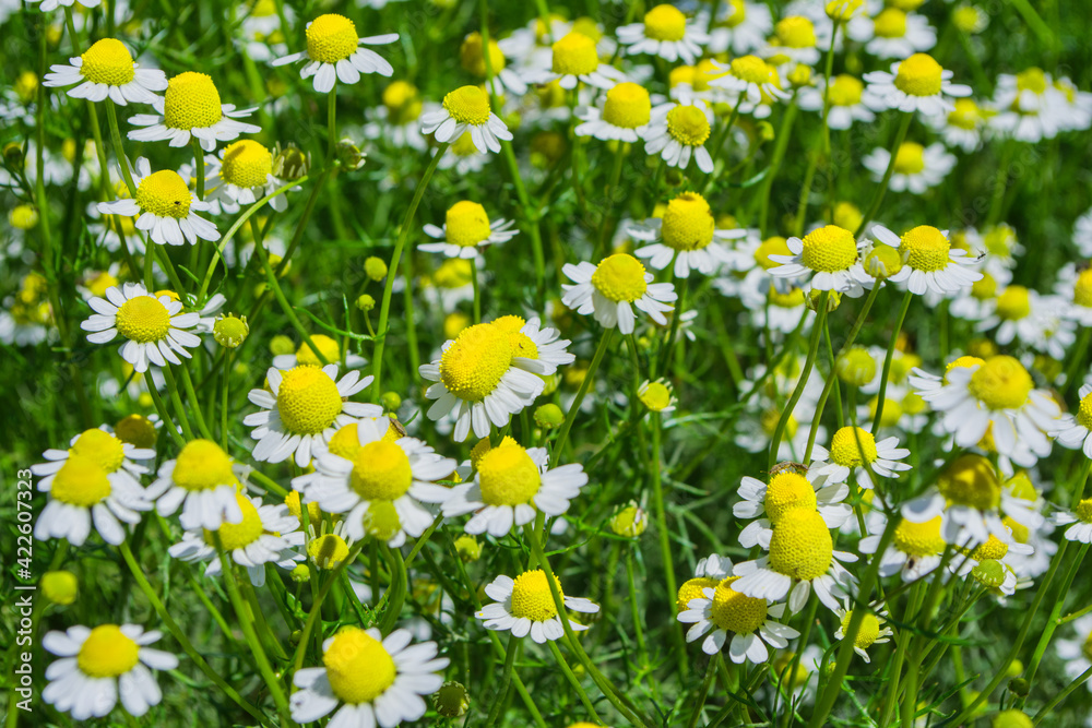 Pharmacy Chamomile (Latin: Matricaria chamomilla) close up. Flower bed Chamomile in garden. Soft selective focus.