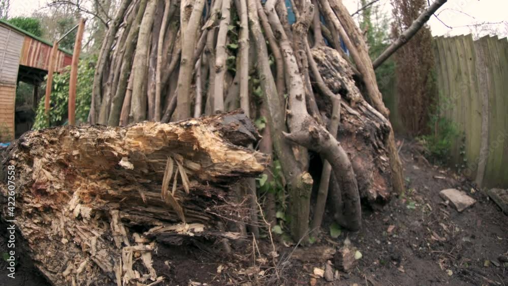 A fallen log and standing sticks in the woods, a bushcraft shelter den A fallen log and standing sticks in the woods, a bushcraft shelter den