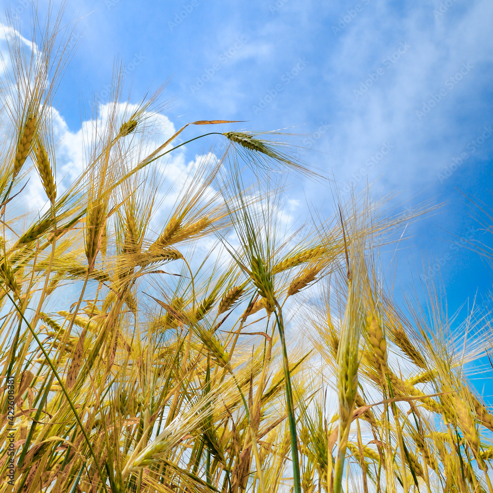 Close up of ripe wheat ears against beautiful sky with clouds. Close up of ripe wheat ears against beautiful sky with clouds.